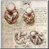 Foetus in der Gebaermutter, um 1510-12.html